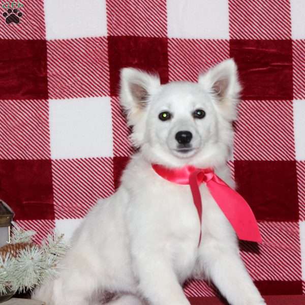 Casy, American Eskimo Puppy
